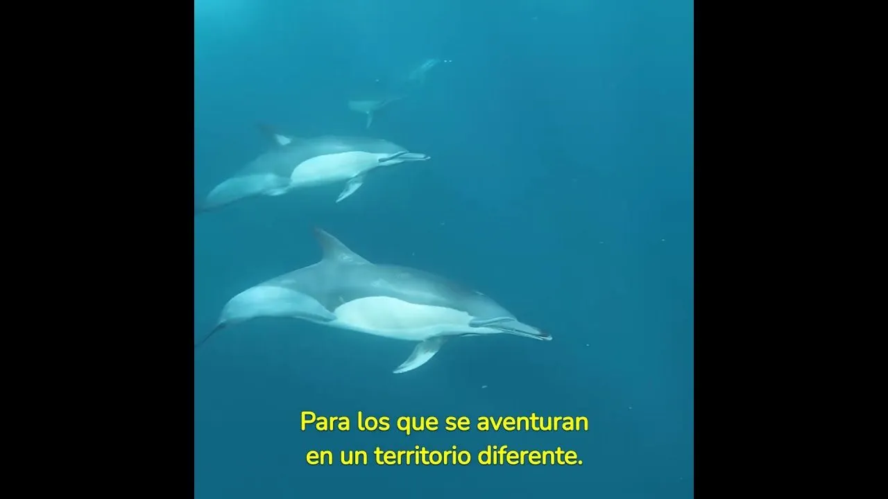 Video Mudanzas Almeria Sea cual sea tu instinto, te ayudamos a explorar el camino.